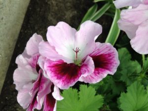 geranium