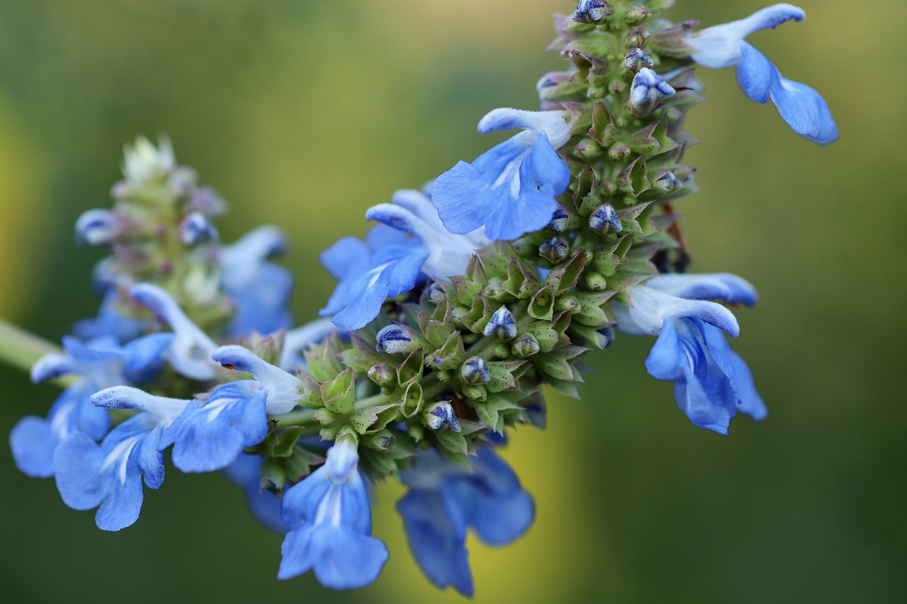 moerassalie Salvia uliginosa