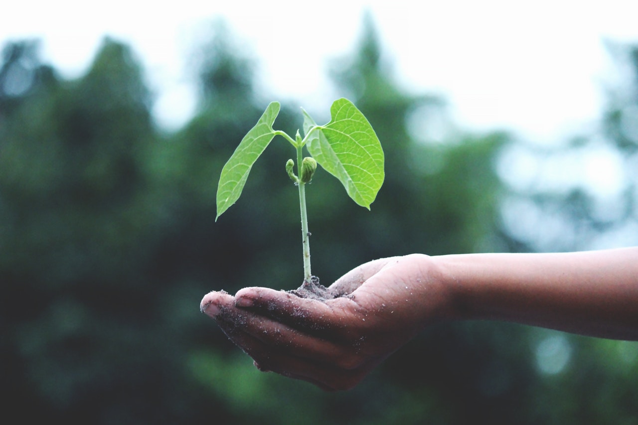 planten communiceren