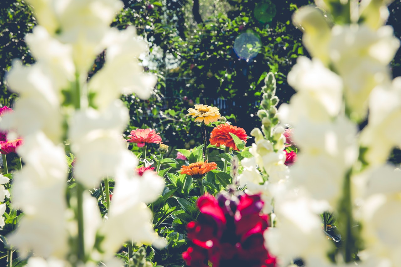 biodiversiteit tuin