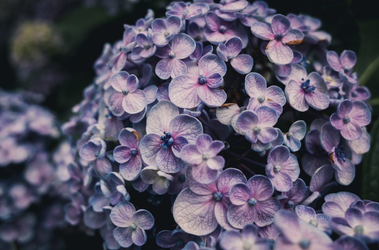 hortensia