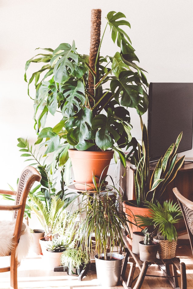 schaduwplant