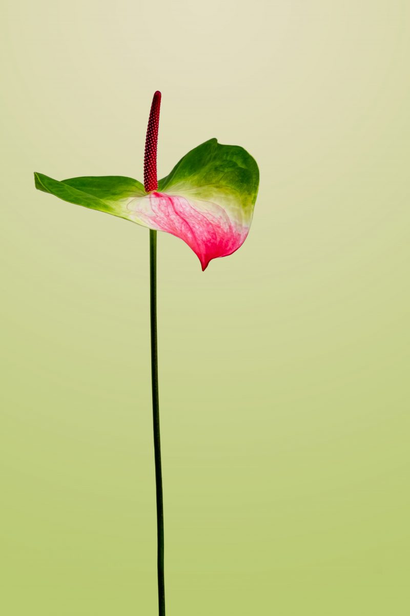 Anthurium