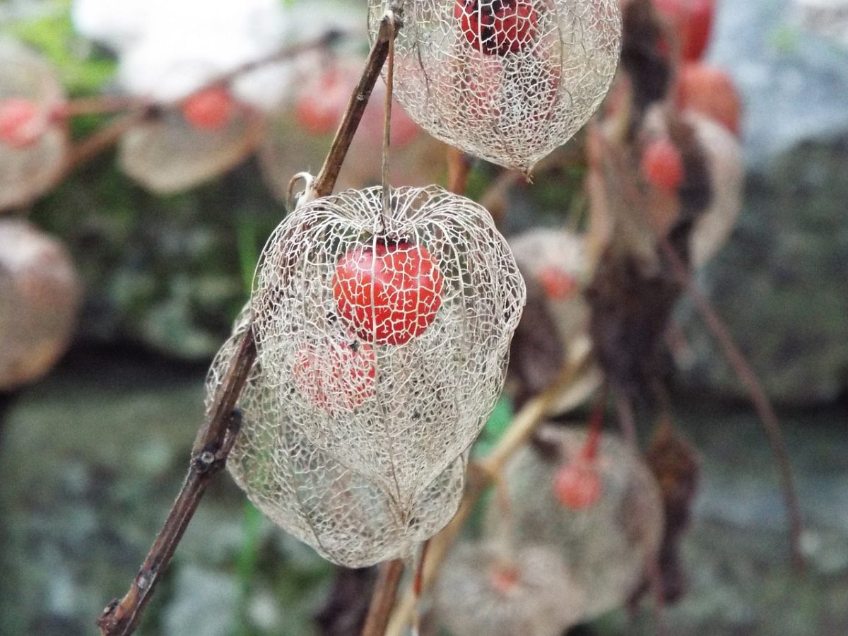 physalis