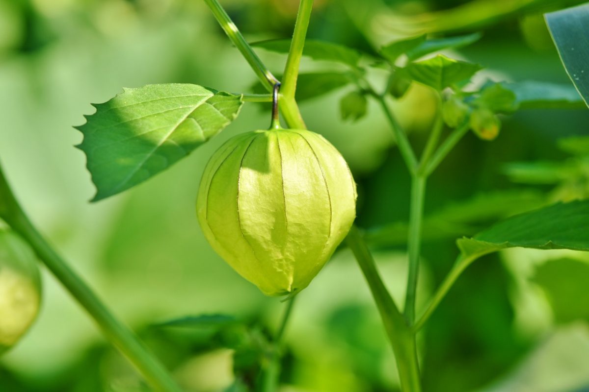 physalis