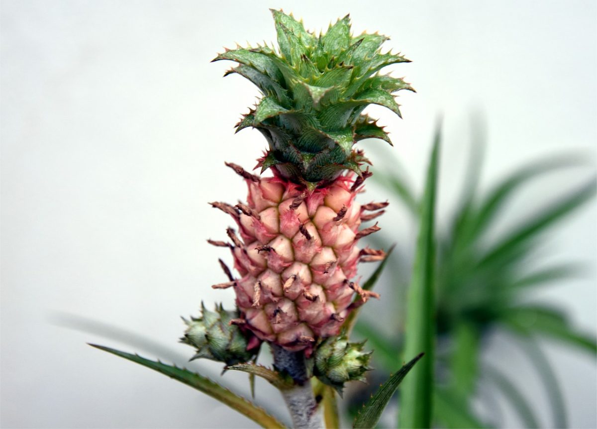 Ananasplant