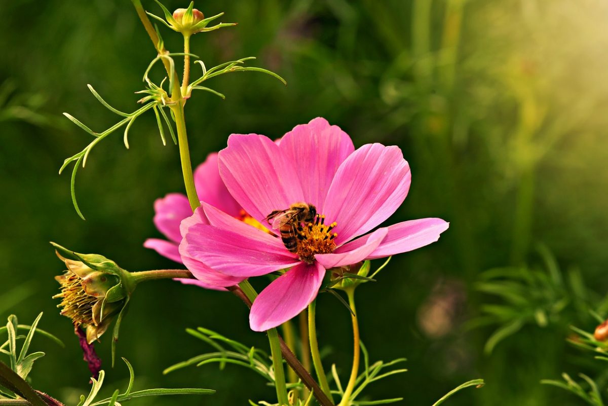 bij op bloem