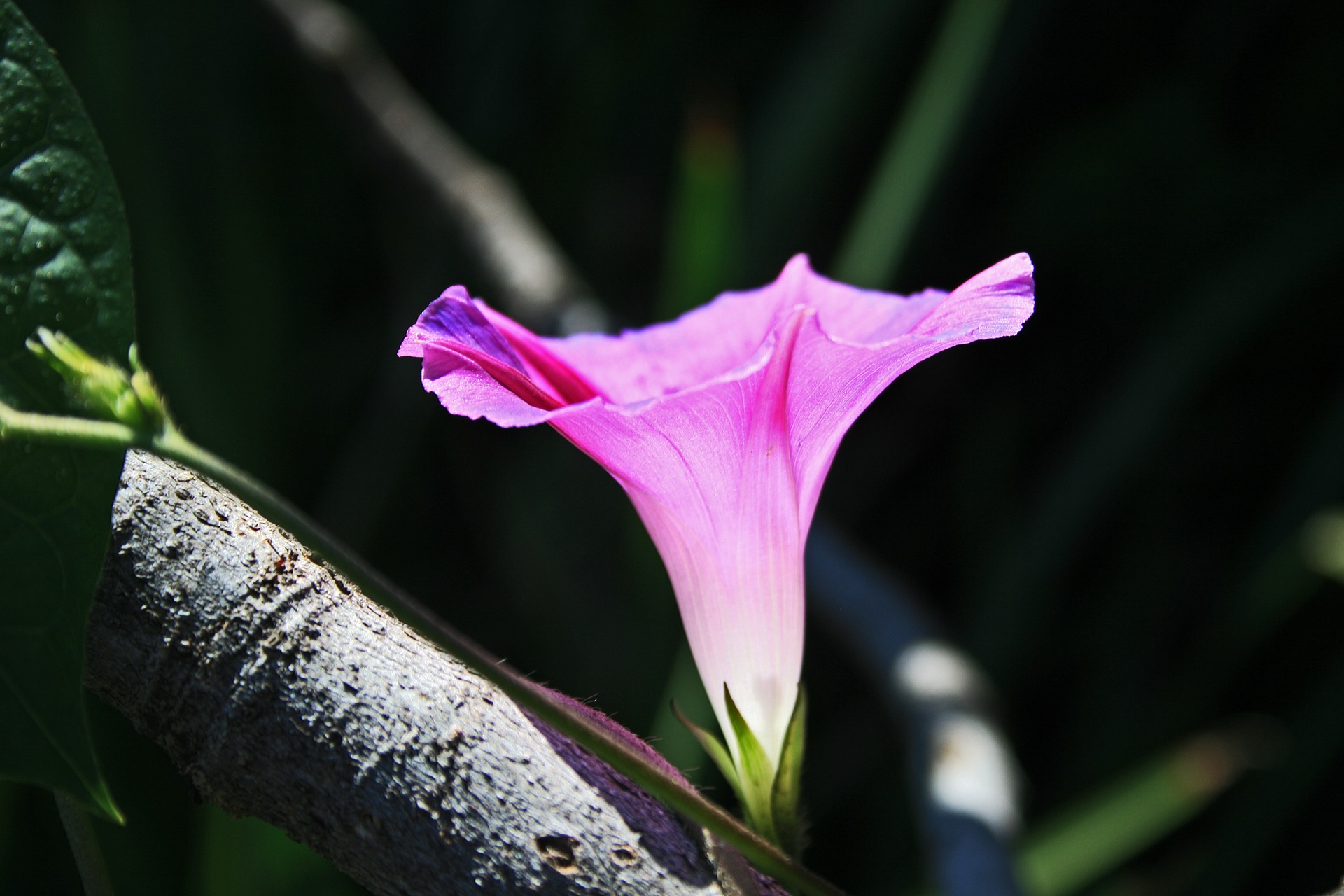 roze winde