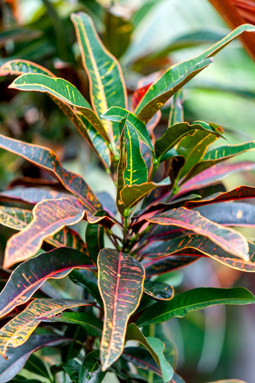 croton