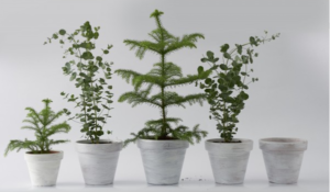 plantenpakket-interieur