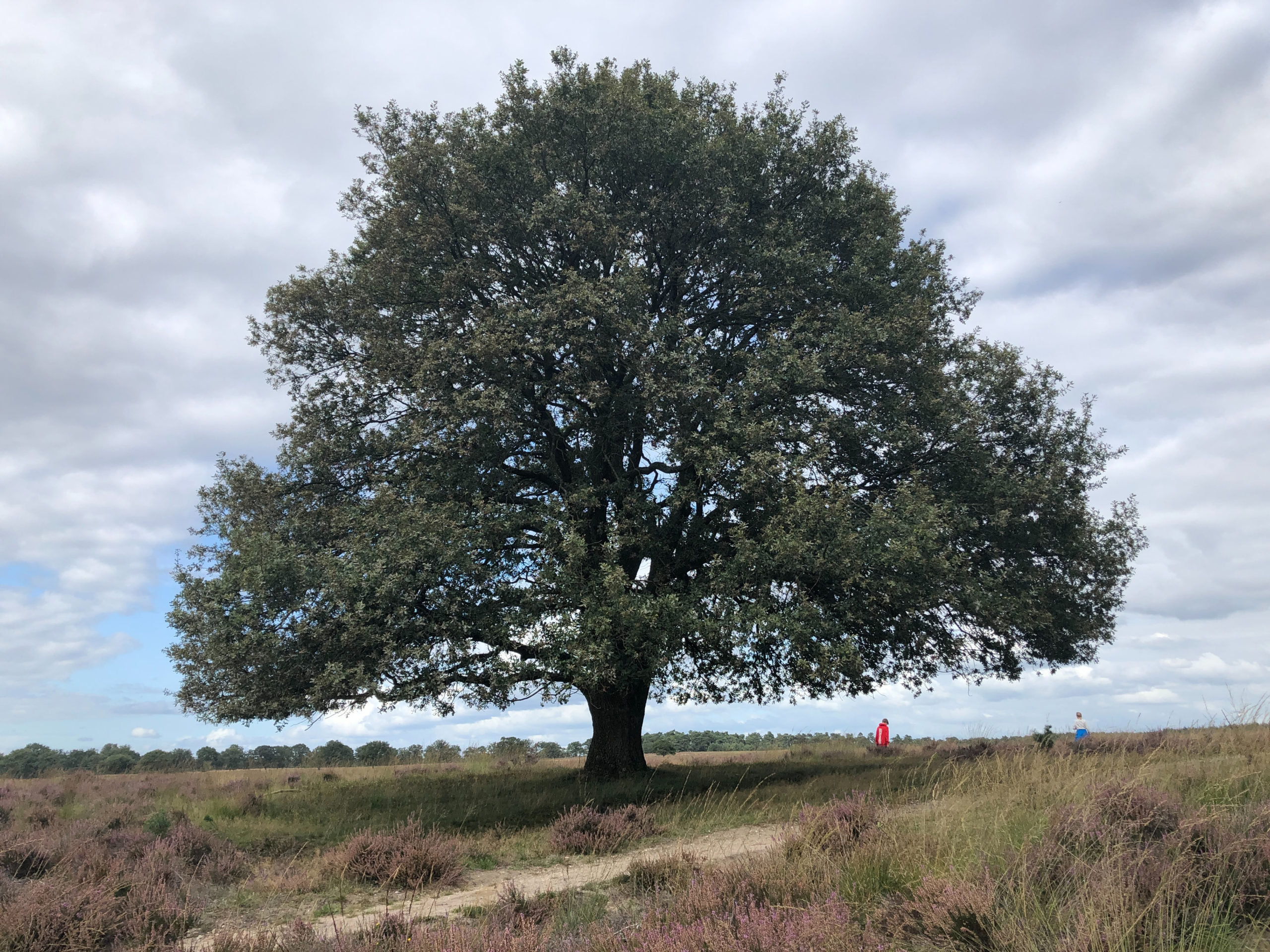 Heerlijk, even relaxen met een goeie podcast. Deze, podcast Eik & Ik, over ‘de koning van het woud’, is informatief én ontspannend om naar te luisteren.