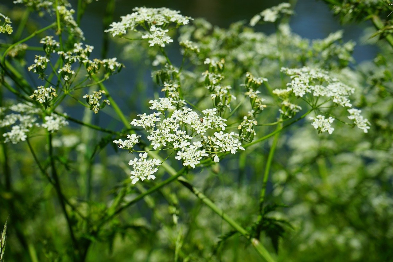 Fluitenkruid