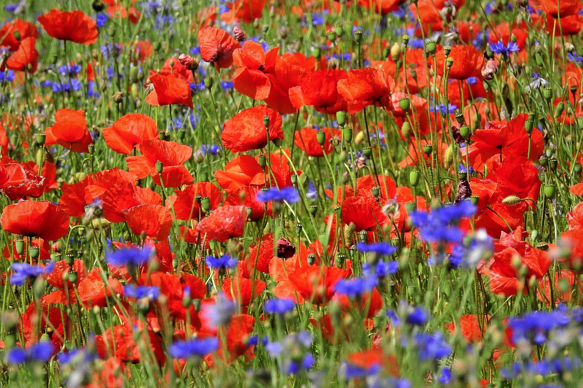 Korenbloemen