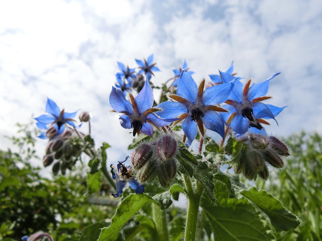 prachtig blauw komkommerkruid