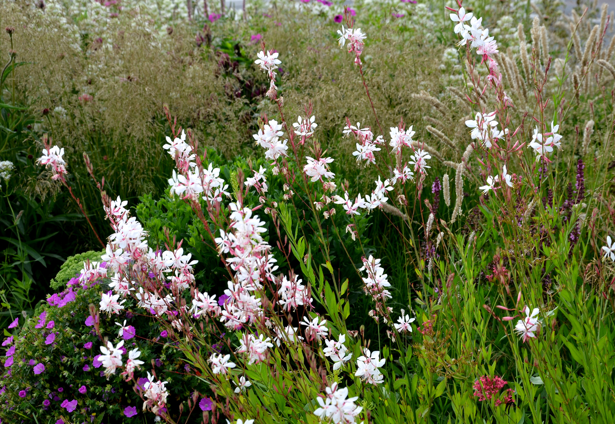 Prachtkaars Gaura lindheimeri