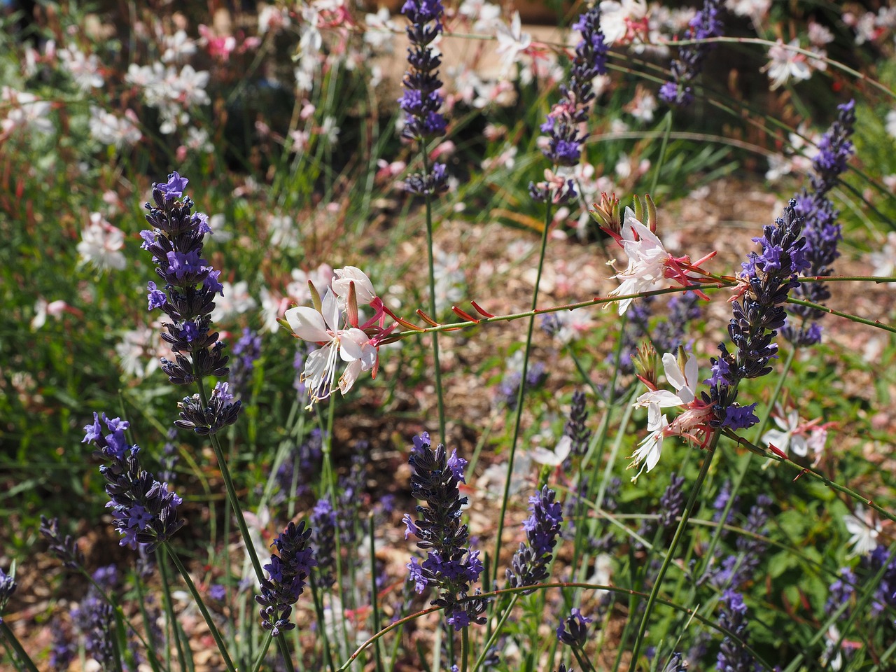 prachtkaars met lavendel