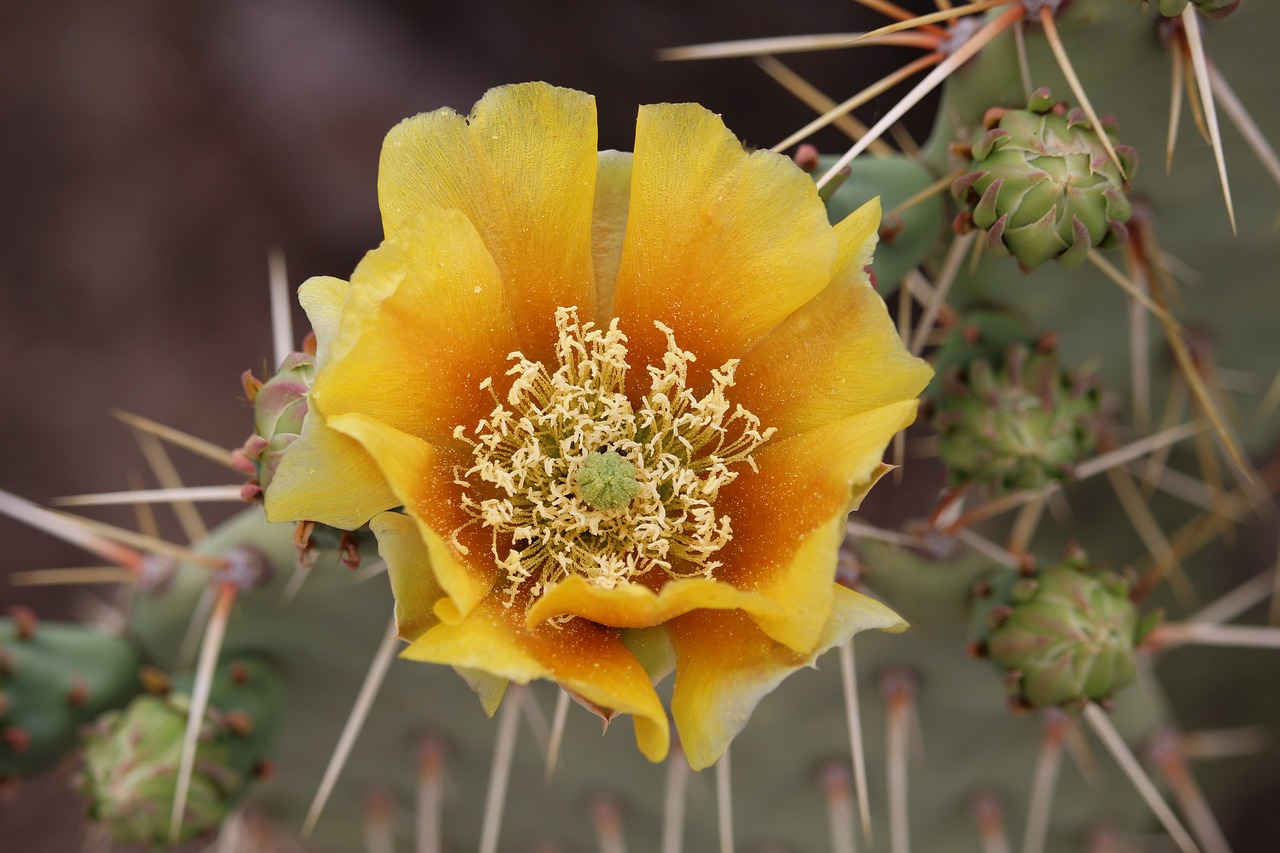 Vijgcactus