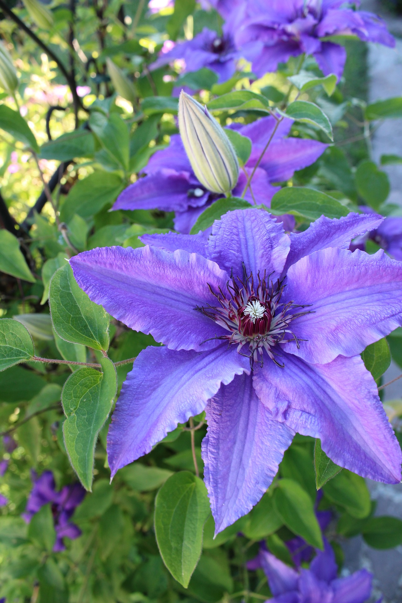 clematis