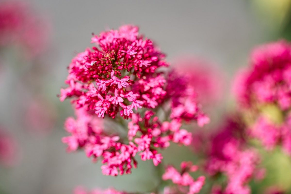 Droge tuin