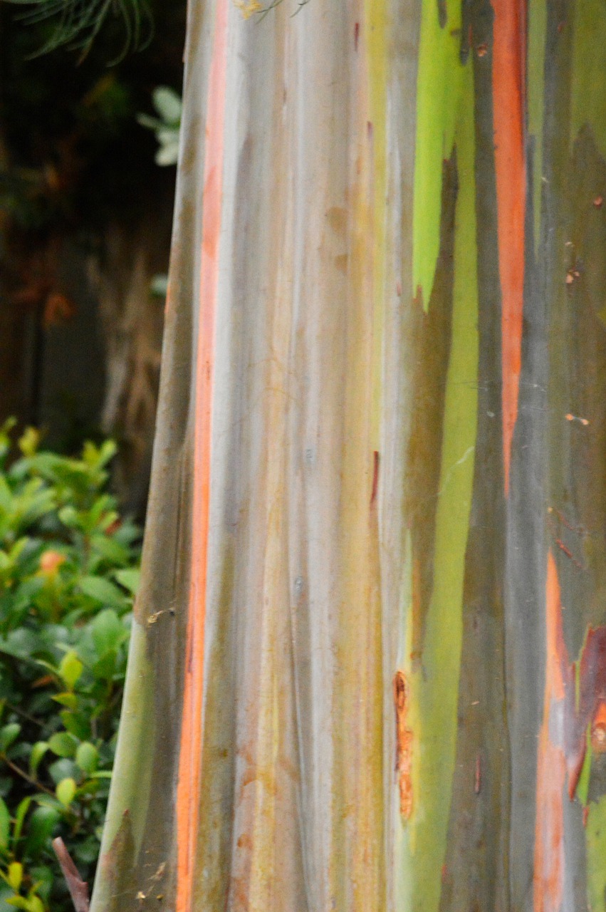 regenboogboom eucalyptus
