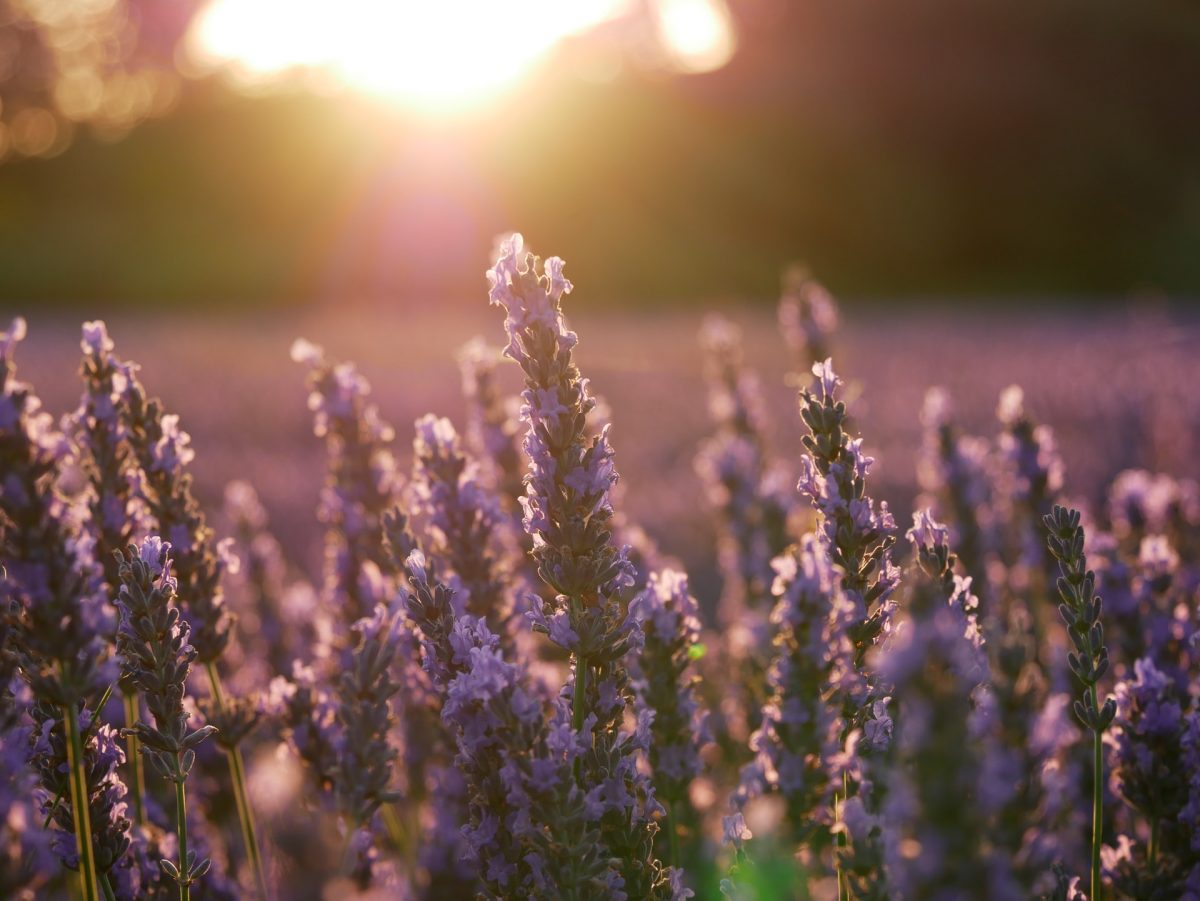 lavendel