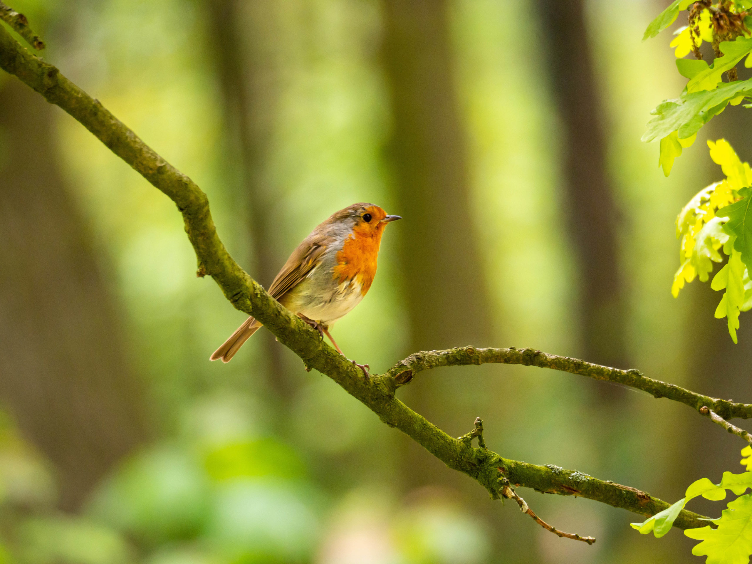 In de podcast Notenkrakers van natuurmagazine Roots wordt in elke aflevering een vogelsoort en de geluiden die deze maakt besproken. Nu: het roodborstje.