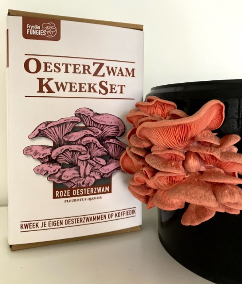 roze oesterzwammen