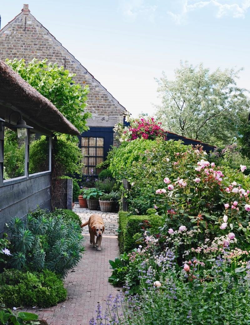 rozen in de tuin