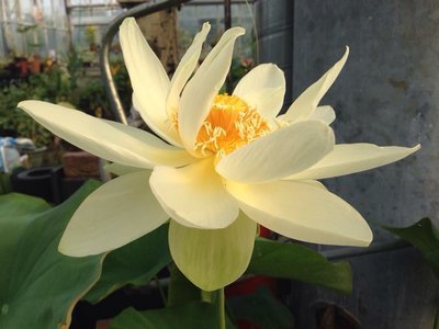 Lotus Nelumbo 'Prins van Hummelo'