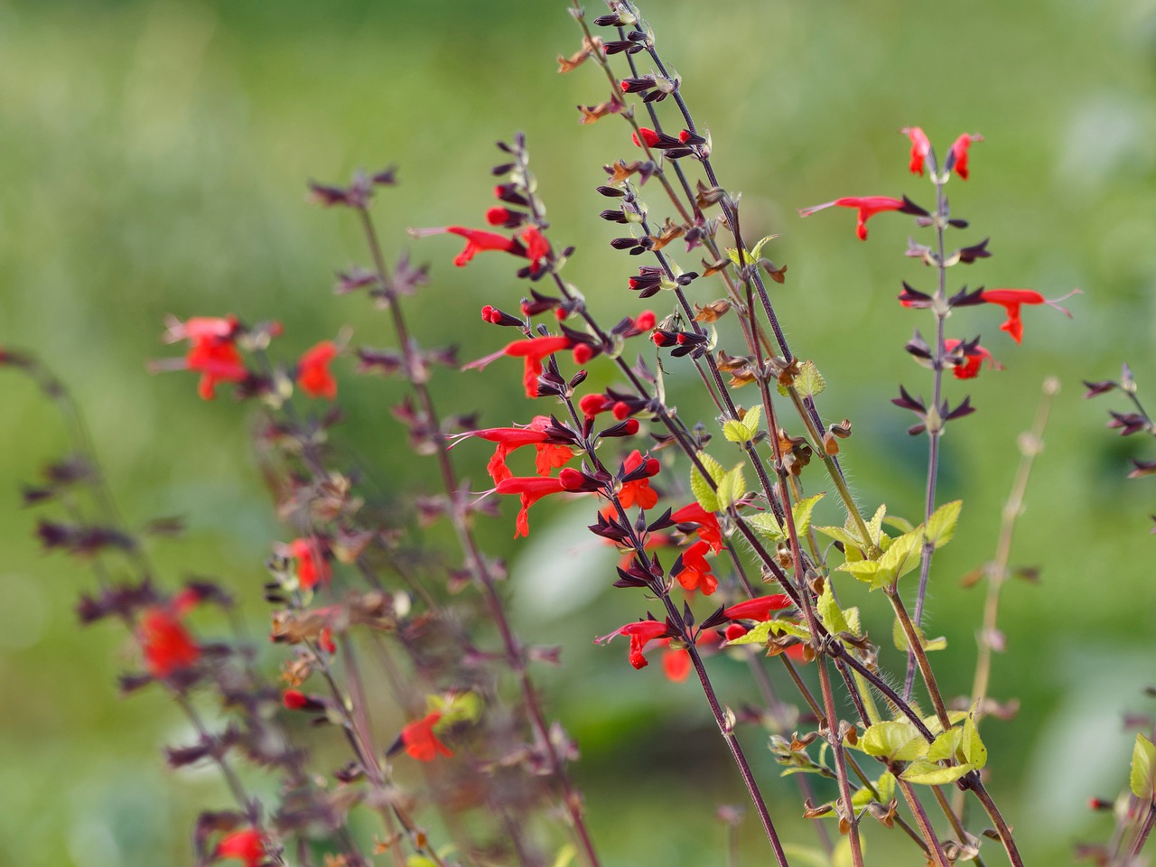 salvia