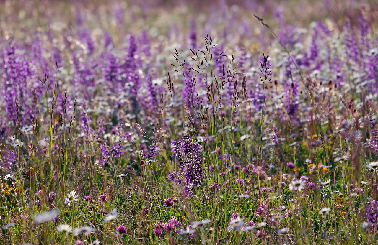 salvia