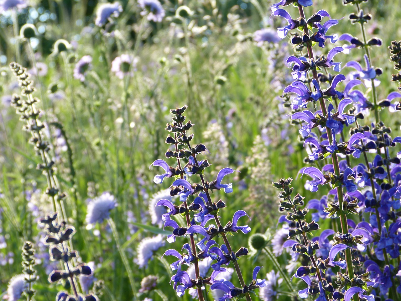 salvia pratensis