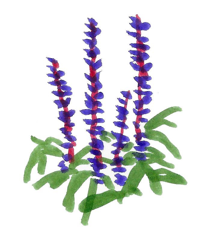 Illustratie - Salvia - De Tuinstek - 100% duurzaam