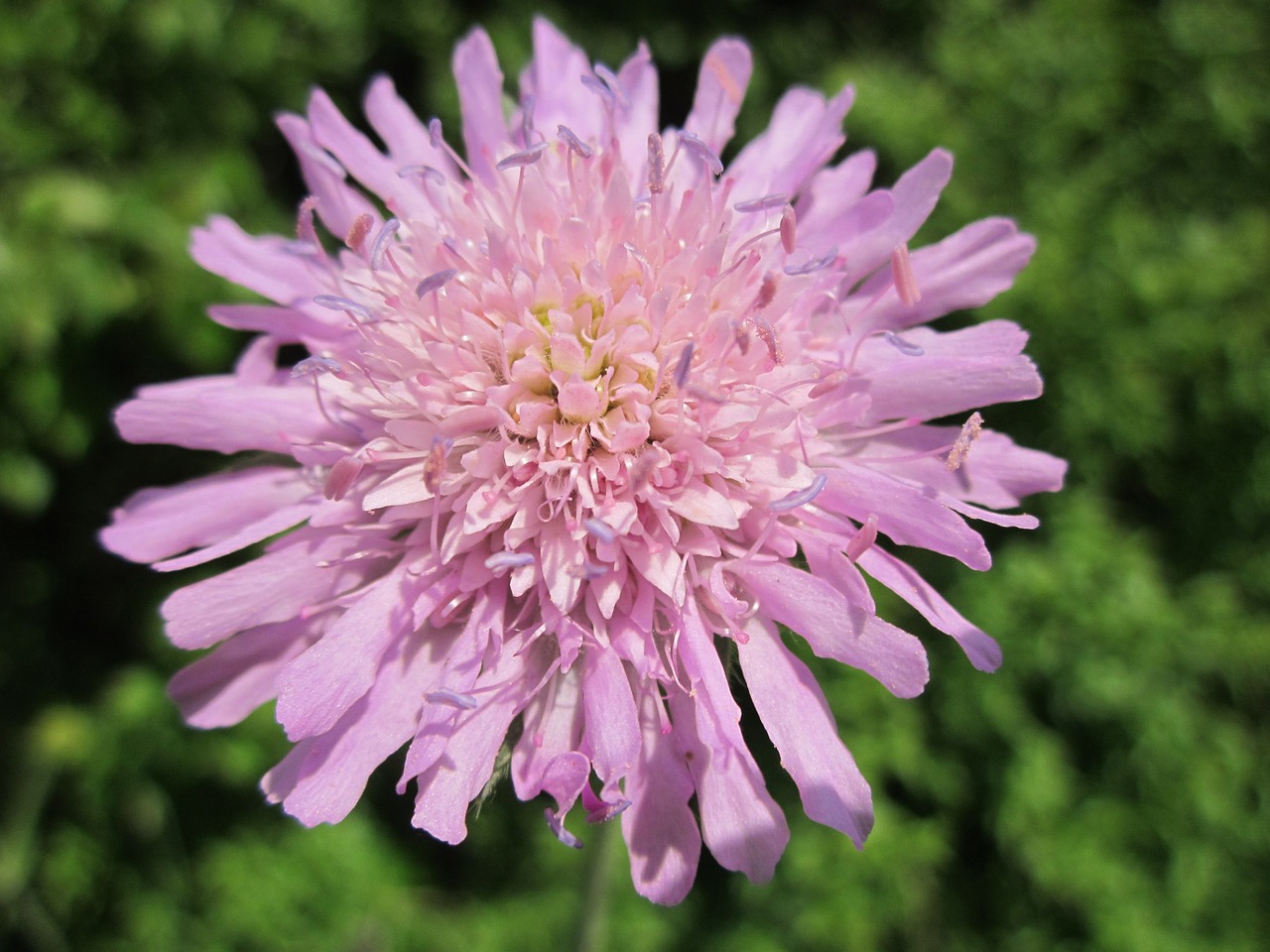 Scabiosa columbaria