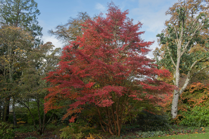 herfstbomen - herfstkleuren - herfstbladeren