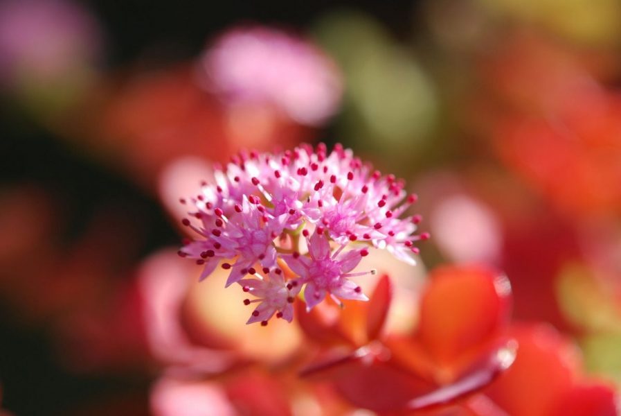 sedum