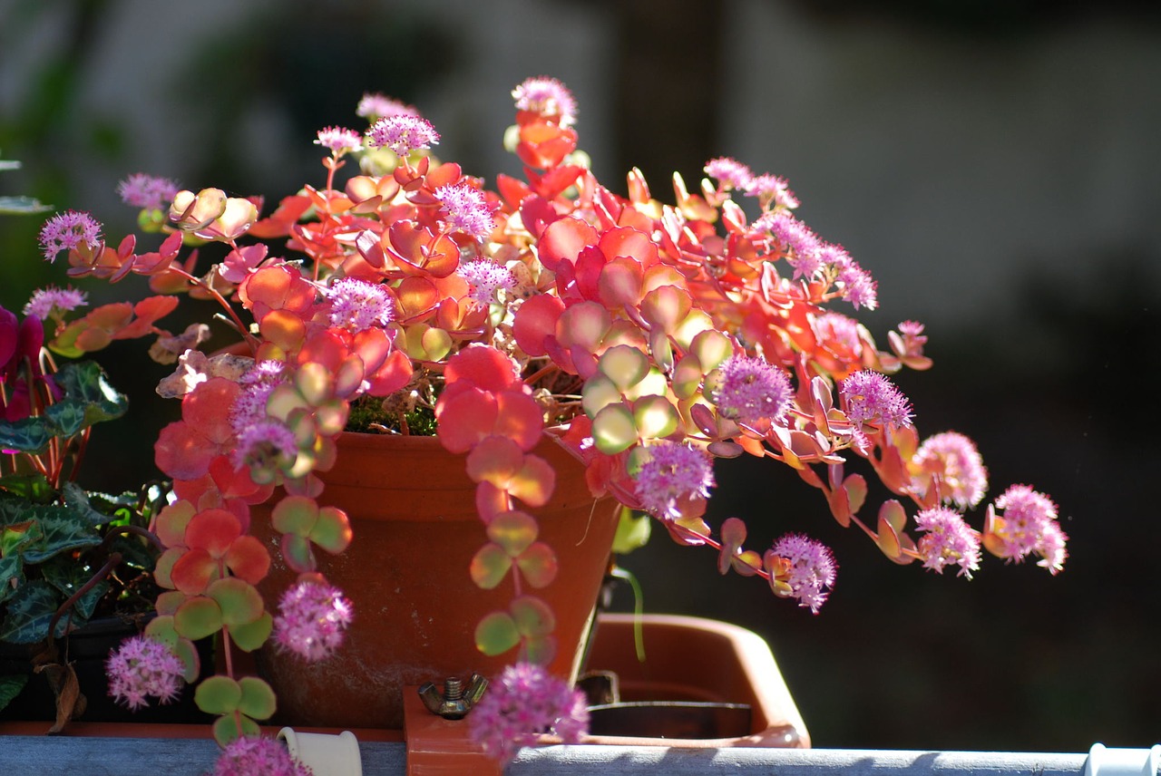 sedum