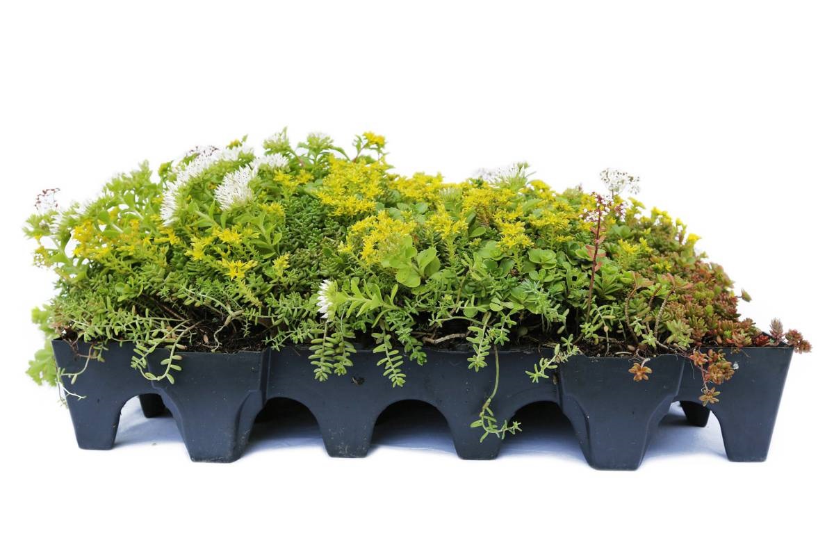 groen ecodak - plantcassette - sedum - MobiRoof
