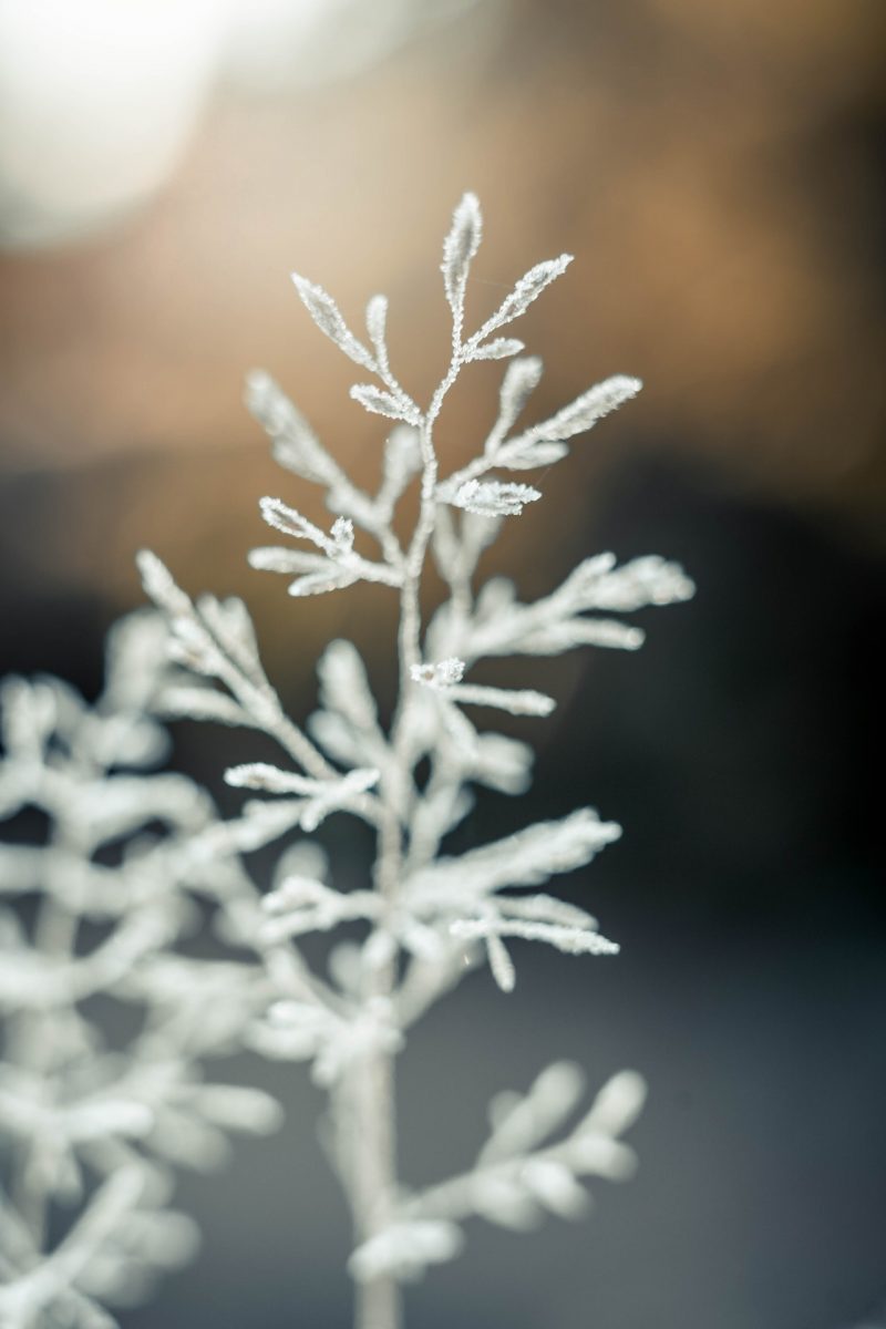 wintersnoei