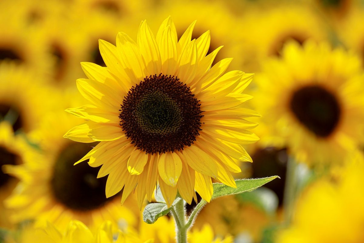 tips hangende zonnebloemen