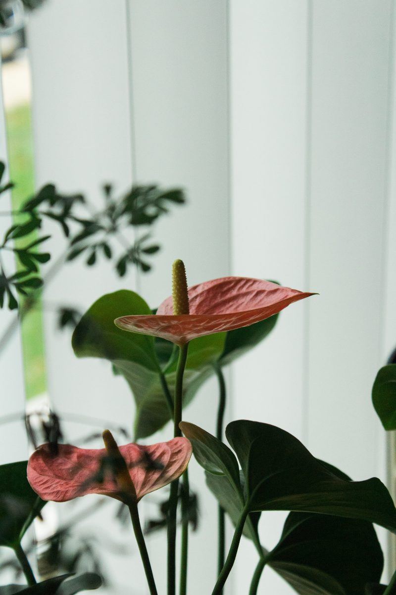 anthurium