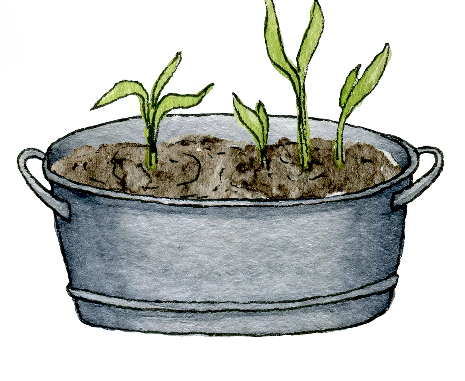 groene tuinklusjes - illustratie - stekjes in teil