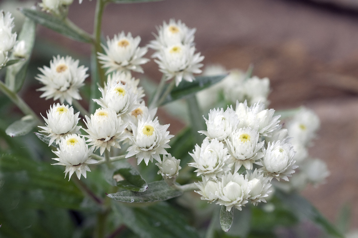 Siberische edelweiss - Anaphalis triplinervis
