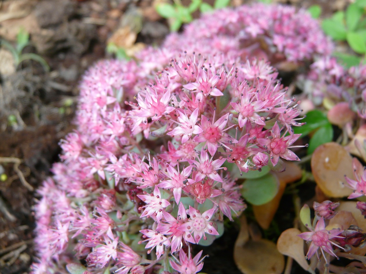 sedum