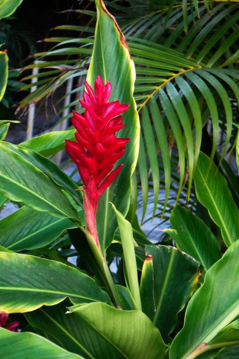 tropische planten - siergember - Hedychium - De Groene Prins