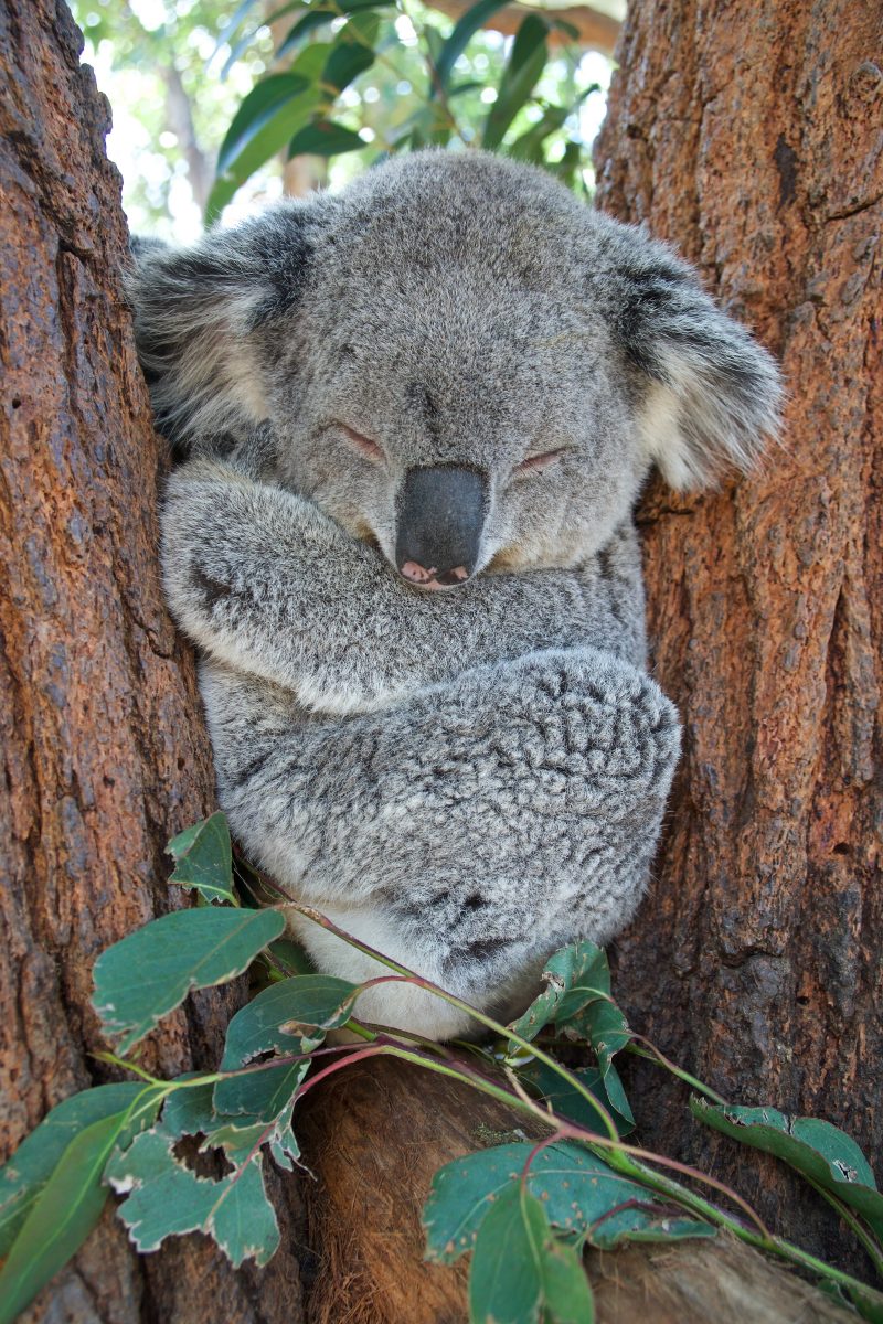 slapende koala