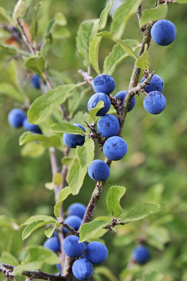 blauwe bessen van de sleedoorn - snackplanten voor vogels