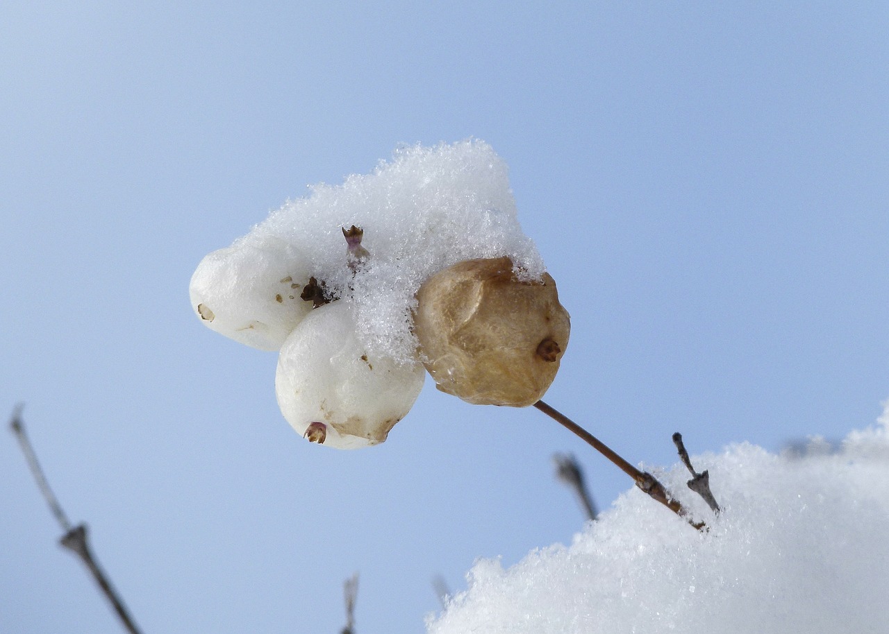 sneeuwbes