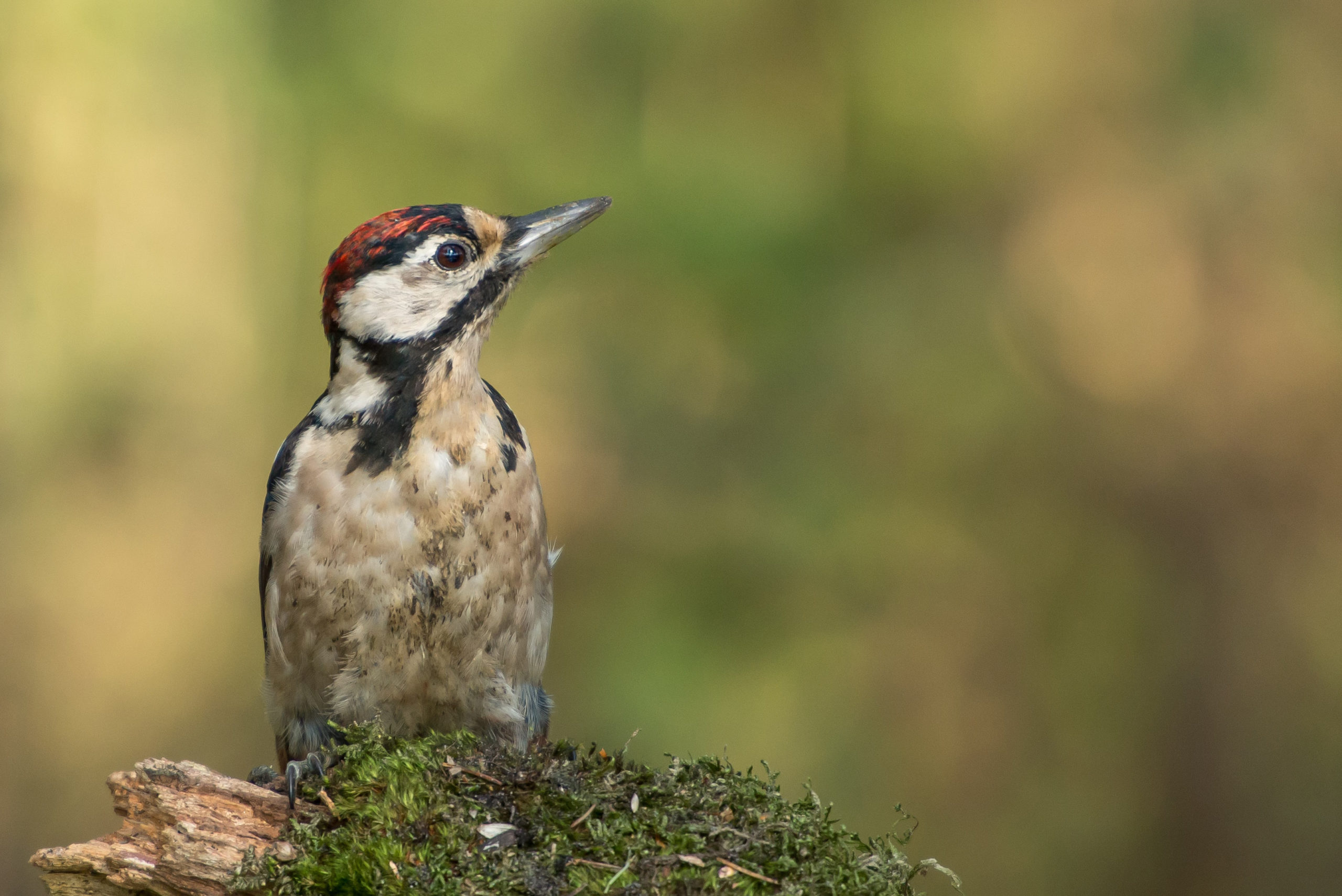 In de podcast Notenkrakers van natuurmagazine Roots wordt elke maand een vogelsoort en de geluiden die deze maakt besproken. Dit keer de grote bonte specht.