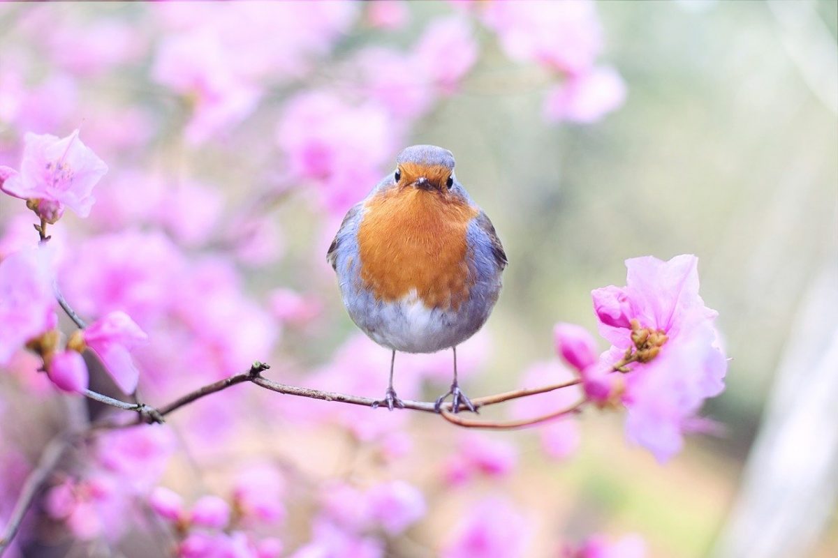 vogelvriendelijke tuin